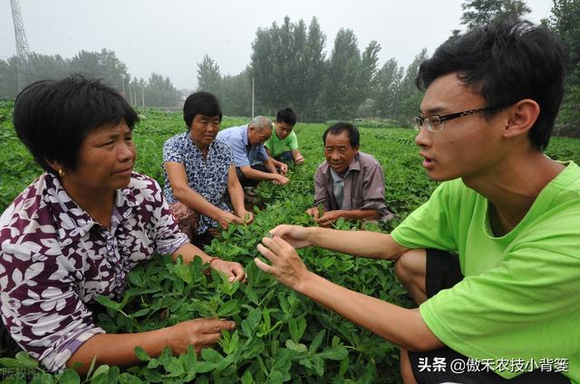 夏季多雨花生容易爆发叶斑病，掌握技巧早防早治确保高产2