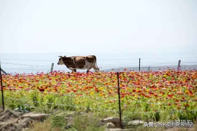 油擦 油擦（颈椎病用精油擦） 生活