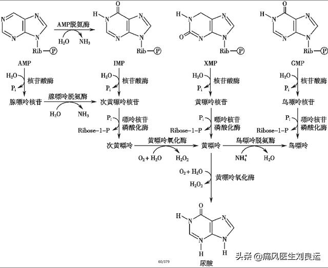 痛风病人不能吃什么菜？