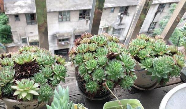观音莲开花吗