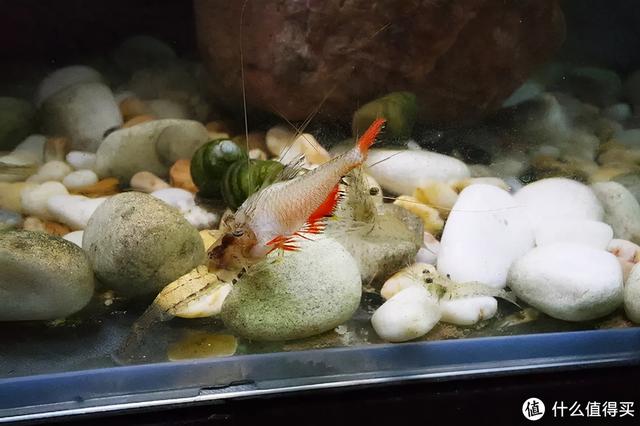 大蜗牛制砂机