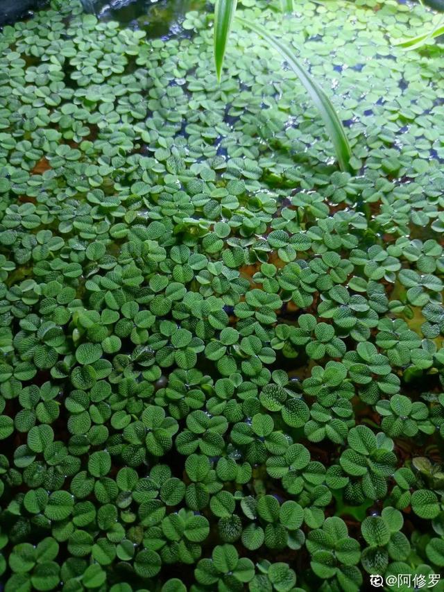 水植物 水植物（水生植物施工组织设计） 生活