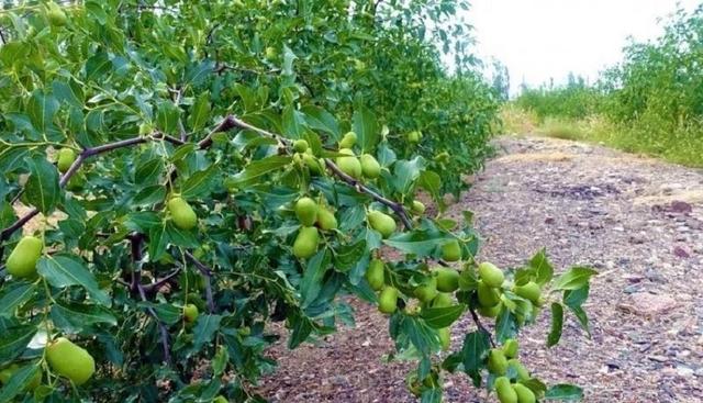 枣树落花落果严重？找准原因是关键，补救措施很重要5