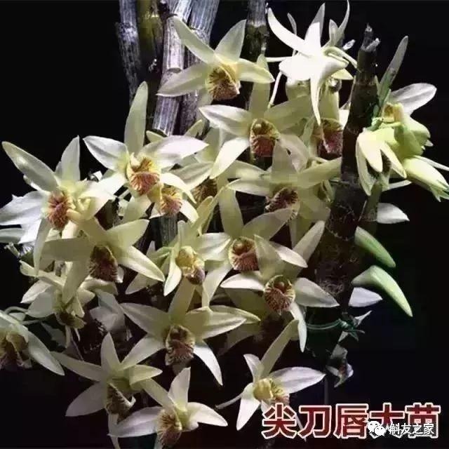 石斛种类 石斛种类（石斛种类有哪些） 生活
