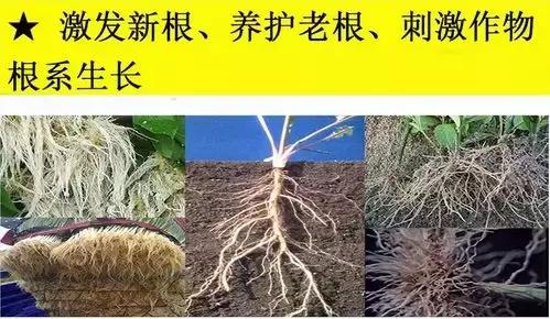 线虫危害大，防治线虫很重要，特效药了解下22