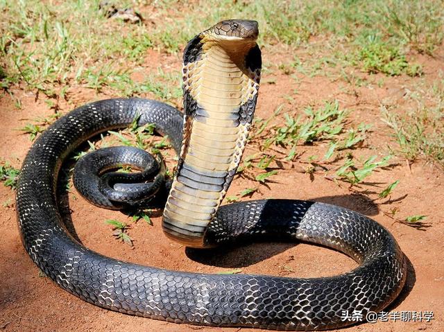 四川3米18斤眼镜王蛇闯民宅，为国家二级钦慕动物，究竟能不及打