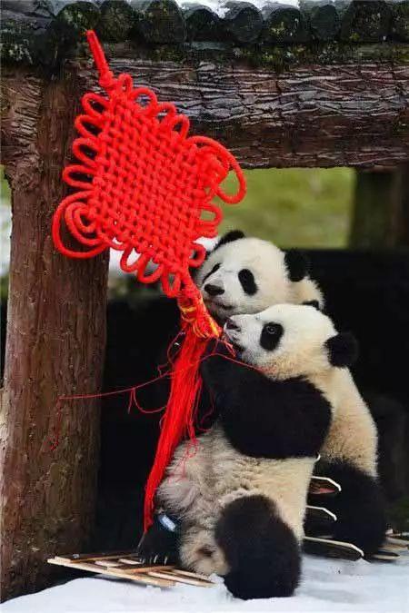 熊猫图片大全