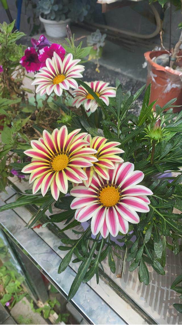 花卉名称
