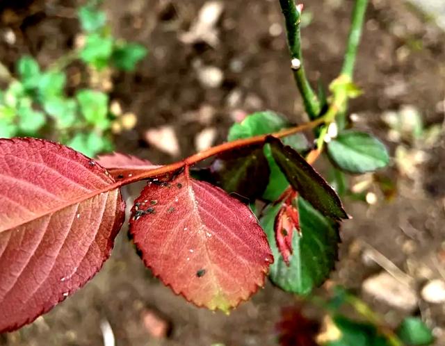 3种水是红蜘蛛、蚜虫的克星，2到3次灭干净，花草不得病4