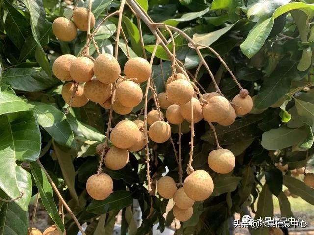龙眼产地