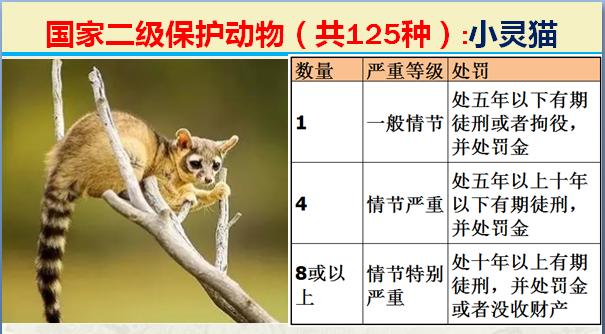 国家二级保护动物