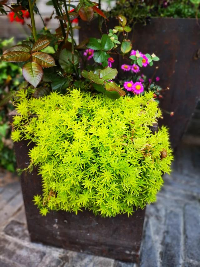 多年生草本植物