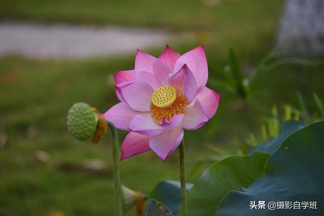 有关荷花的图片 有关荷花的图片（有关荷花的图片简笔画） 生活