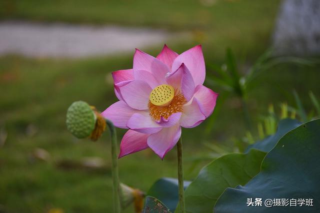 有关荷花的图片