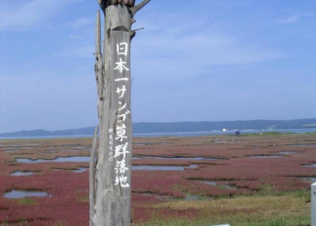 珊瑚草,北海道秋季必做之事(草珊瑚多少錢一斤)