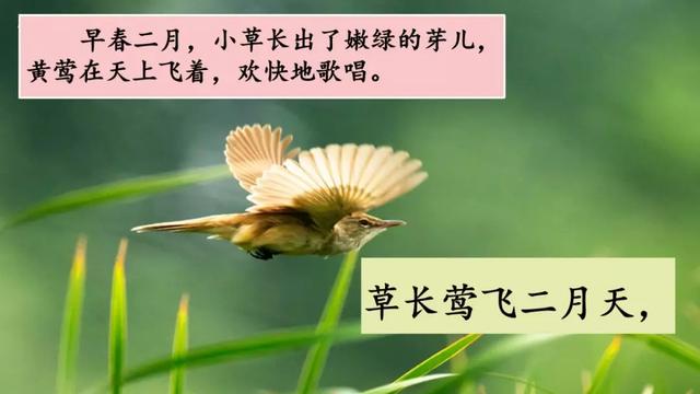 绦的意思