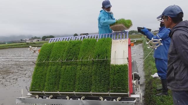 日本：用纸膜替代塑料薄膜的水稻种植技术，50天后分解成氮肥4