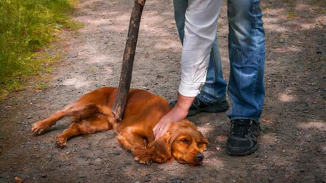 狗狗身体被砖头砸会怎么样(狗被重物砸怎么处理)-艾拉狗狗乐园