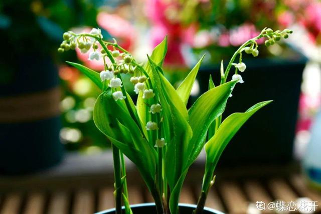 铃兰花图片 铃兰花图片（铃兰花图片简笔画） 生活