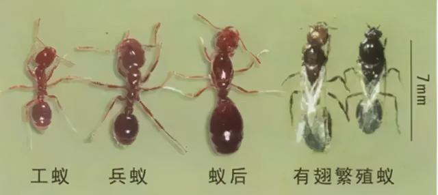 s一75圆锥破碎机小齿轴结构图