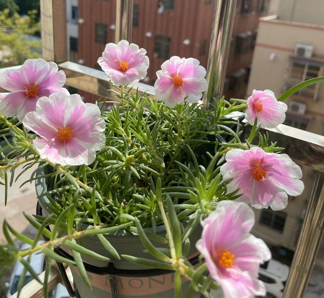 太阳花籽 太阳花籽（太阳花籽油） 生活