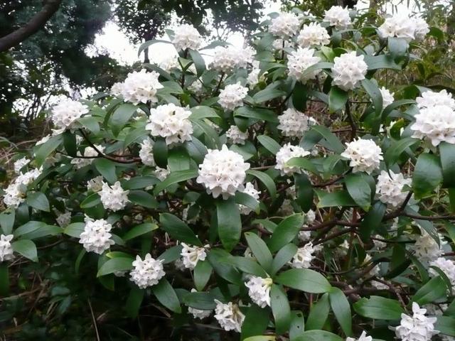 瑞香花 瑞香花（瑞香花精灵王山梦怎么画） 生活