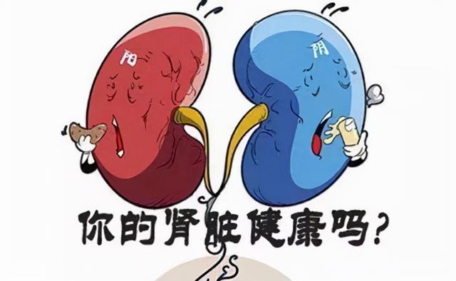 肾不好别急，不妨常吃这6种食物，或可有助肾脏健康