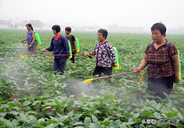 只要一把洗衣粉！小麦、大豆、番茄治病治虫真管用，南北方都适用10