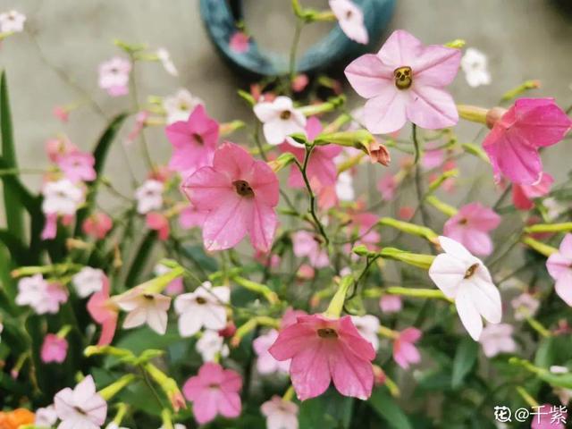 夏天开什么花有哪些（30种夏天开的花）