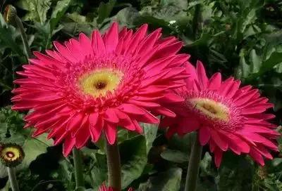 50种浪漫鲜花花语大全 50种浪漫鲜花花语大全（50种浪漫鲜花花语大全图片） 生活