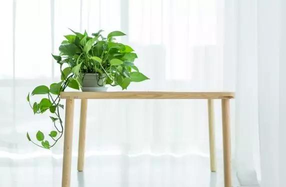 家居风水植物:家居绿植风水要讲究，你家的植物摆对了吗？