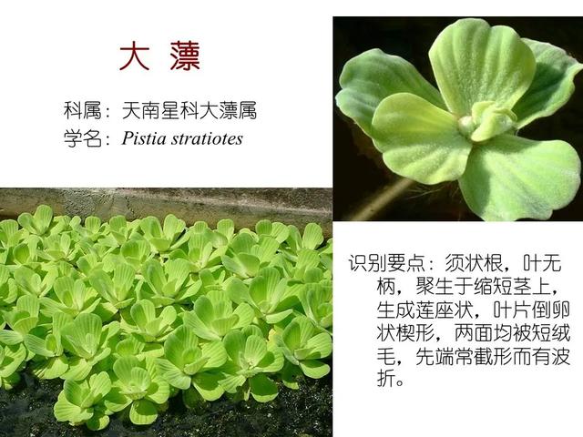 水生植物种类 水生植物种类（水生植物100种） 生活