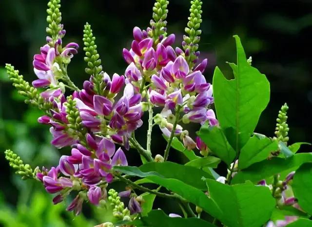 中药古今研究：鸡血藤