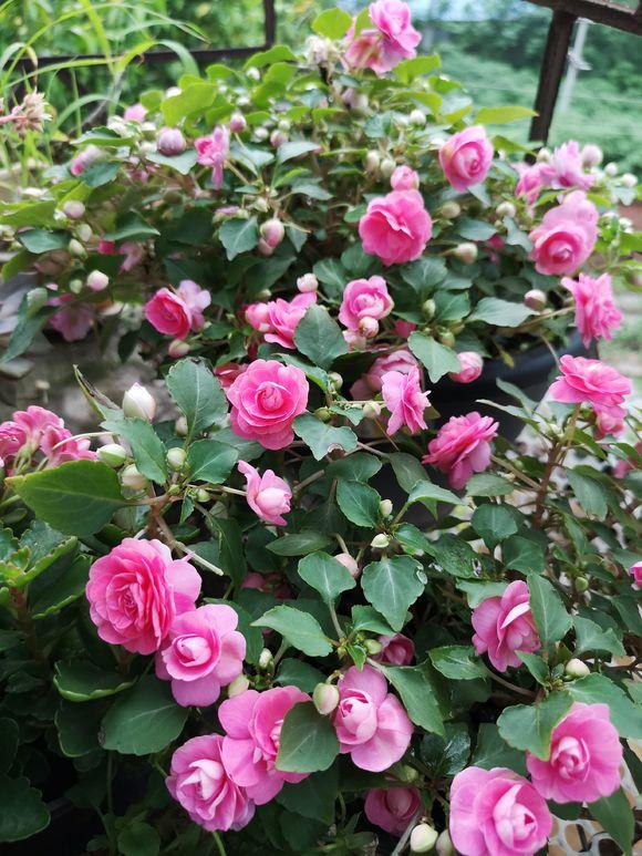 非洲凤仙花 非洲凤仙花（非洲凤仙花花期） 生活