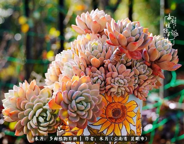 安康石英砂洗砂机厂家电话