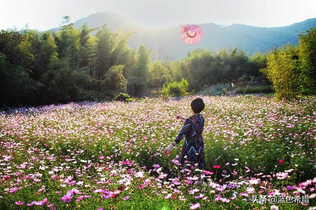 格桑花波斯菊