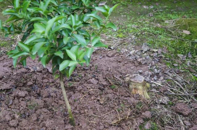 枯草芽孢杆菌的使用方法及注意事项