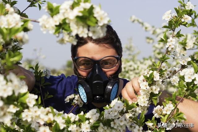 什么除草剂不损害果树？