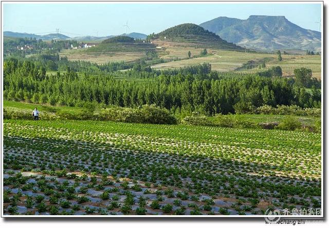 山东人为什么偏爱吃花生油？