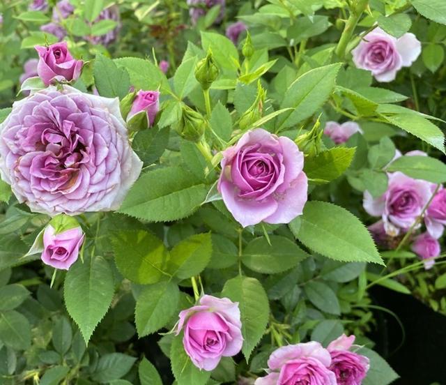 月季花的品种