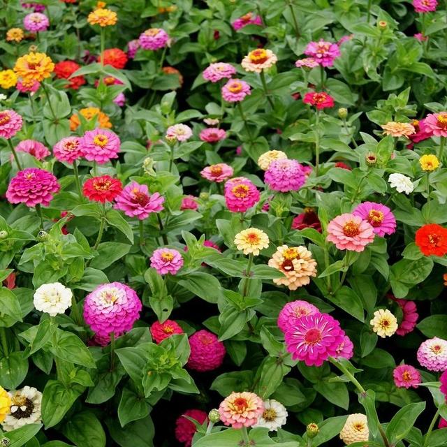 百日菊 百日菊「百日菊古诗词」 生活