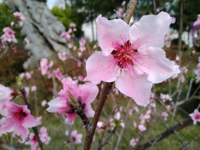 锋芒毕露读音的拼音