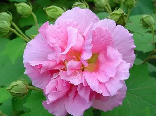 50种浪漫鲜花花语大全 50种浪漫鲜花花语大全（50种浪漫鲜花花语大全图片） 生活