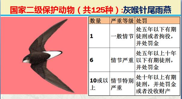 国家二级保护动物