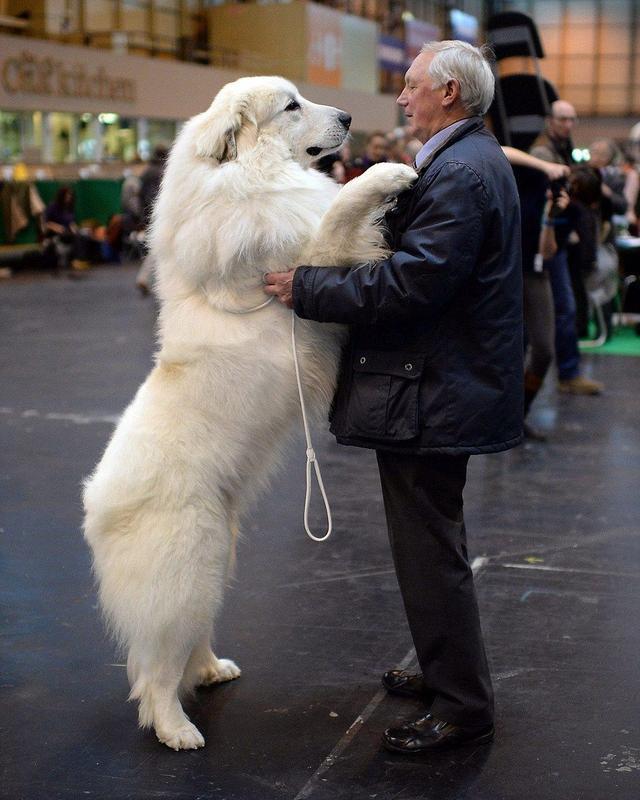 大型犬