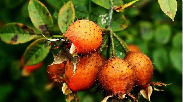 冬季来临，译青春提醒您关注身体变化