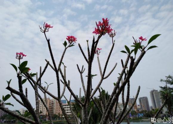 鸡蛋花（鸡蛋花的功效与作用）