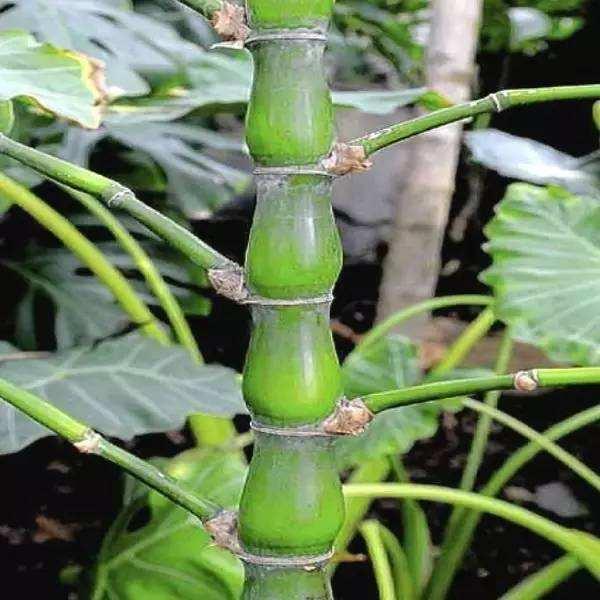 花名怎么取