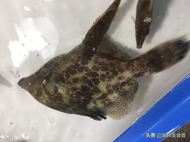 海鲜都有什么