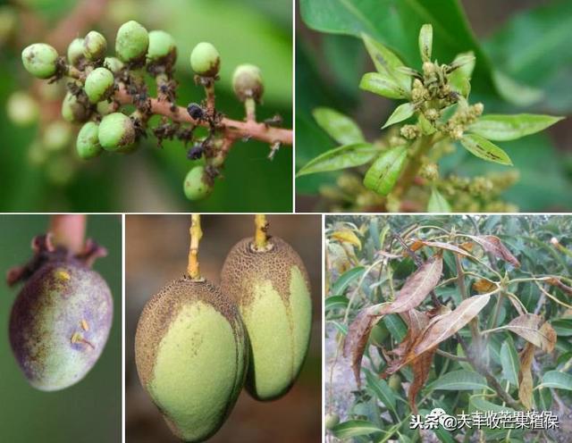 划重点了！这些幼果期操作，都是芒果产量高的关键点！6